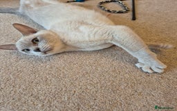 Burmese cats for sale: Beautiful Pedigree Lilac Female Burmese - Image 6