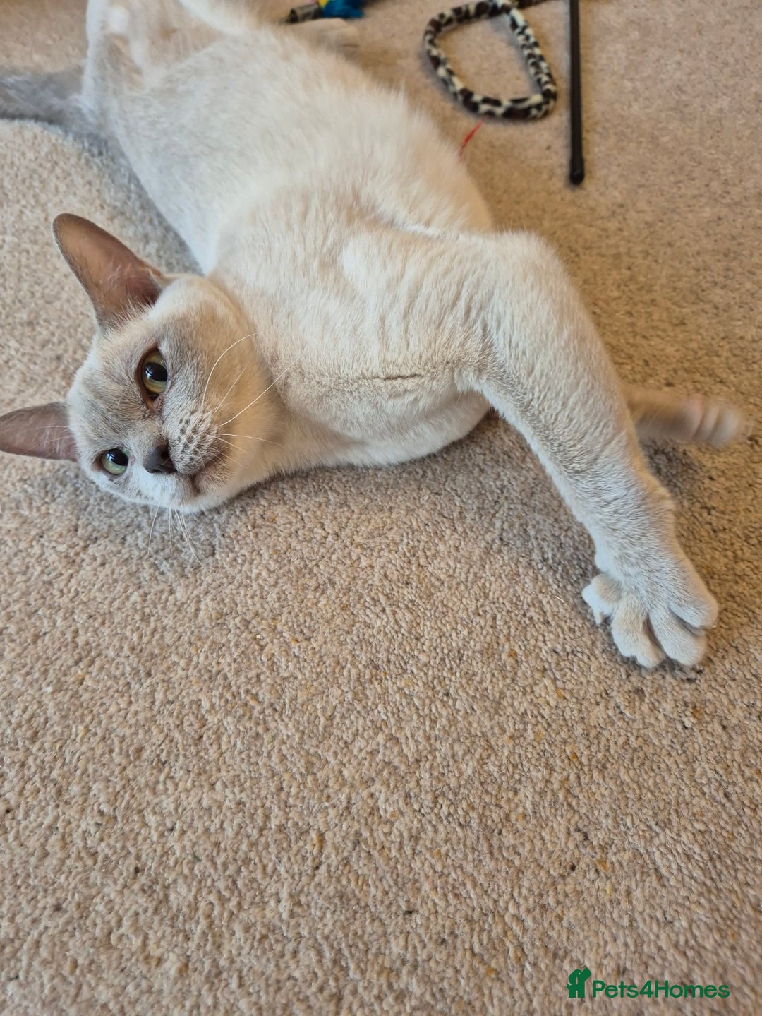 Burmese cats for sale: Beautiful Pedigree Lilac Female Burmese - Image 6