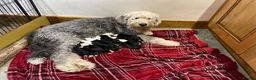 Old English Sheepdog dogs for sale: KC registered Old English Sheepdog Puppies  - Advert 1