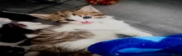 Mixed Breed cats for sale: Two female calico x ragdoll x persian kittens - Advert 10