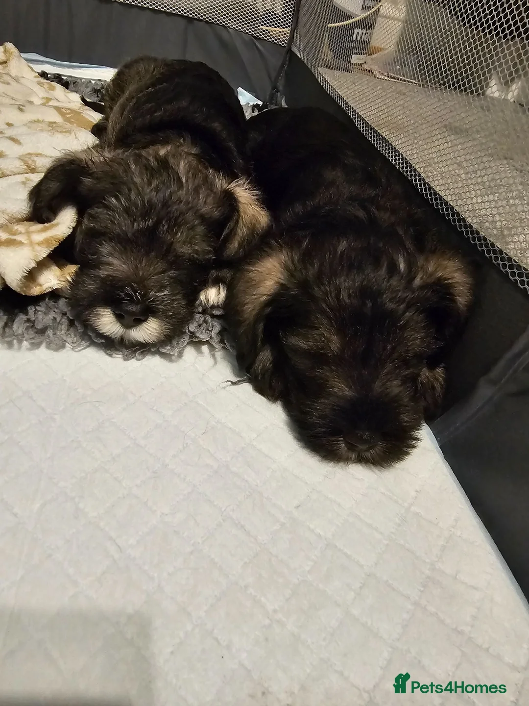 Miniature Schnauzer dogs for sale: ⭐Exceptional Home-Reared Miniature Schnauzer Pups⭐ - Advert 2
