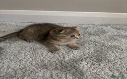 Scottish Fold cats for sale: Scottish fold for sale - Image 3