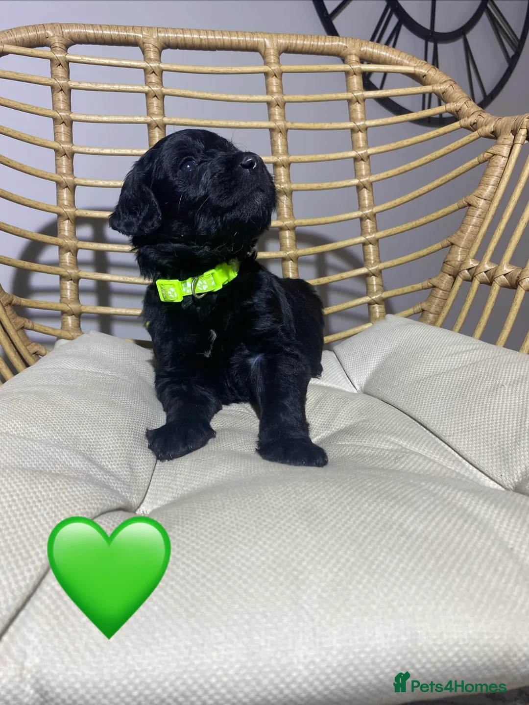 Goldendoodle dogs for sale: F1 Goldendoodles 🖤💛 - Advert 24