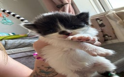 Mixed Breed cats for sale: 5 kittens will be looking for a forever home - Image 1