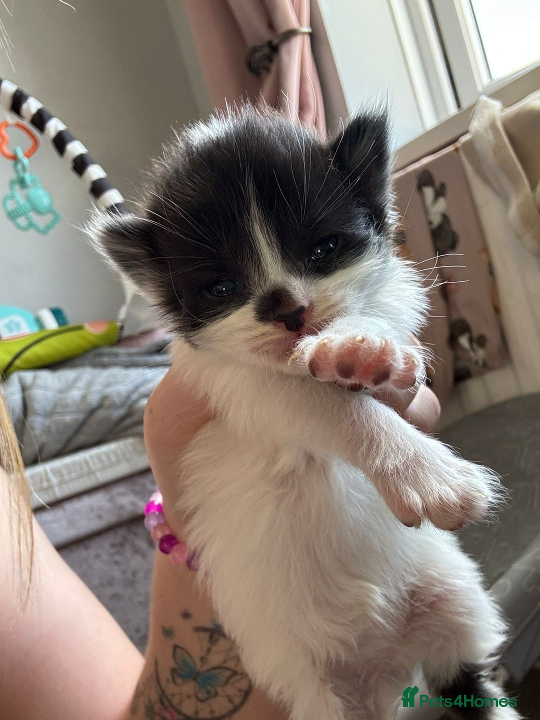 Mixed Breed cats for sale: 5 kittens will be looking for a forever home - Image 1
