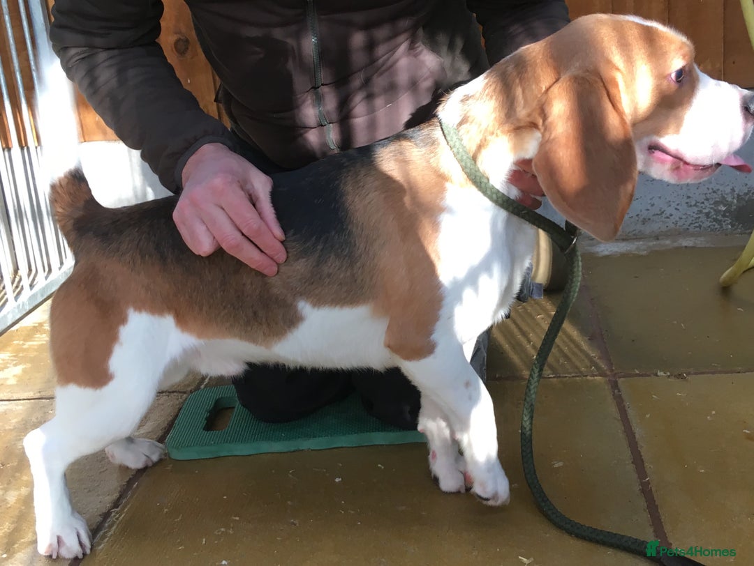 Beagle dogs for stud: DNA tested Beagle stud in Ashbourne - Image 2