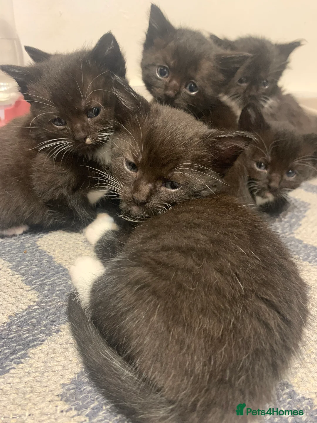 Mixed Breed cats for sale: 7 black & white kittens ready for forever homes!  - Advert 2