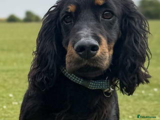 Cocker Spaniel dogs in New Milton - Advert 29