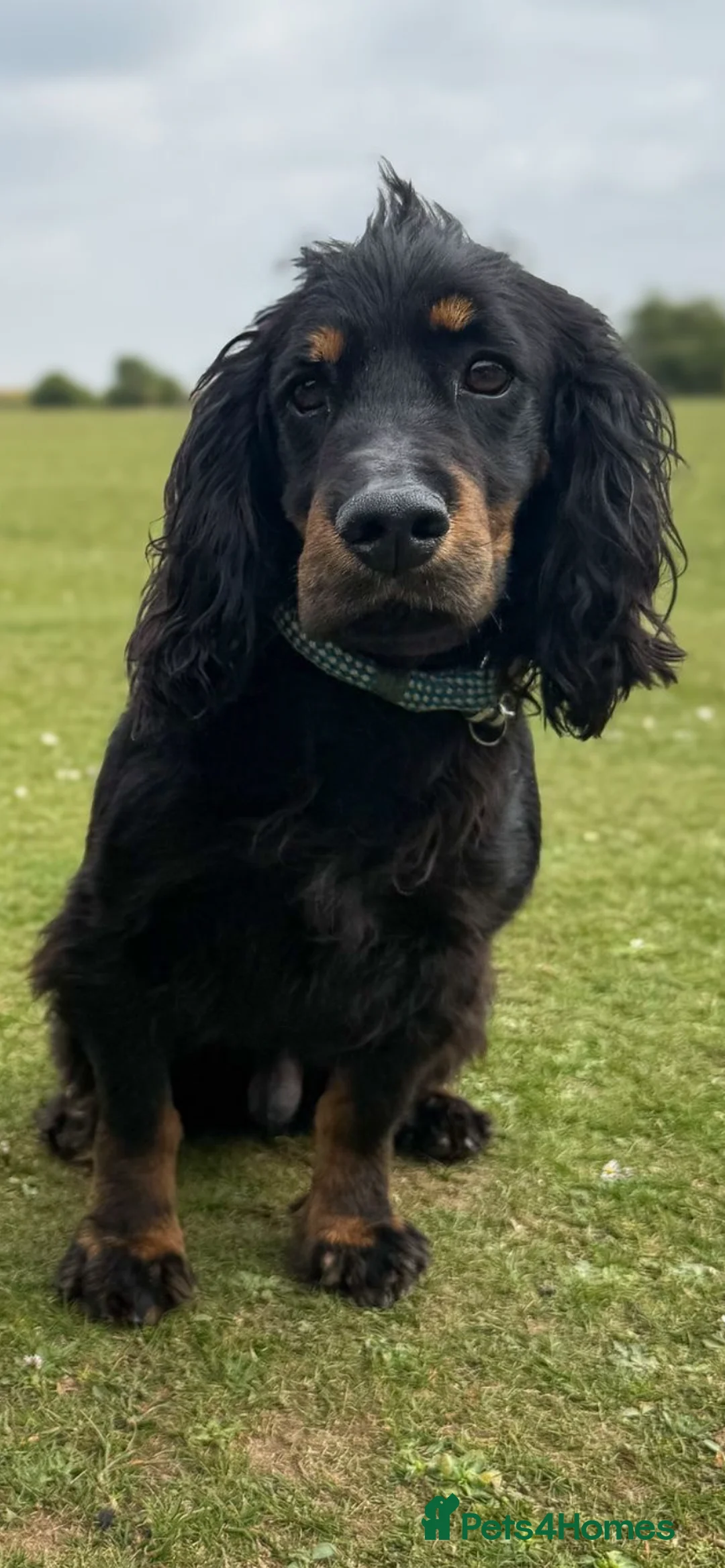 Cocker Spaniel dogs for stud: KC REGISTERED WORKING COCKER AVAILABLE AT STUD in New Milton - Advert 2