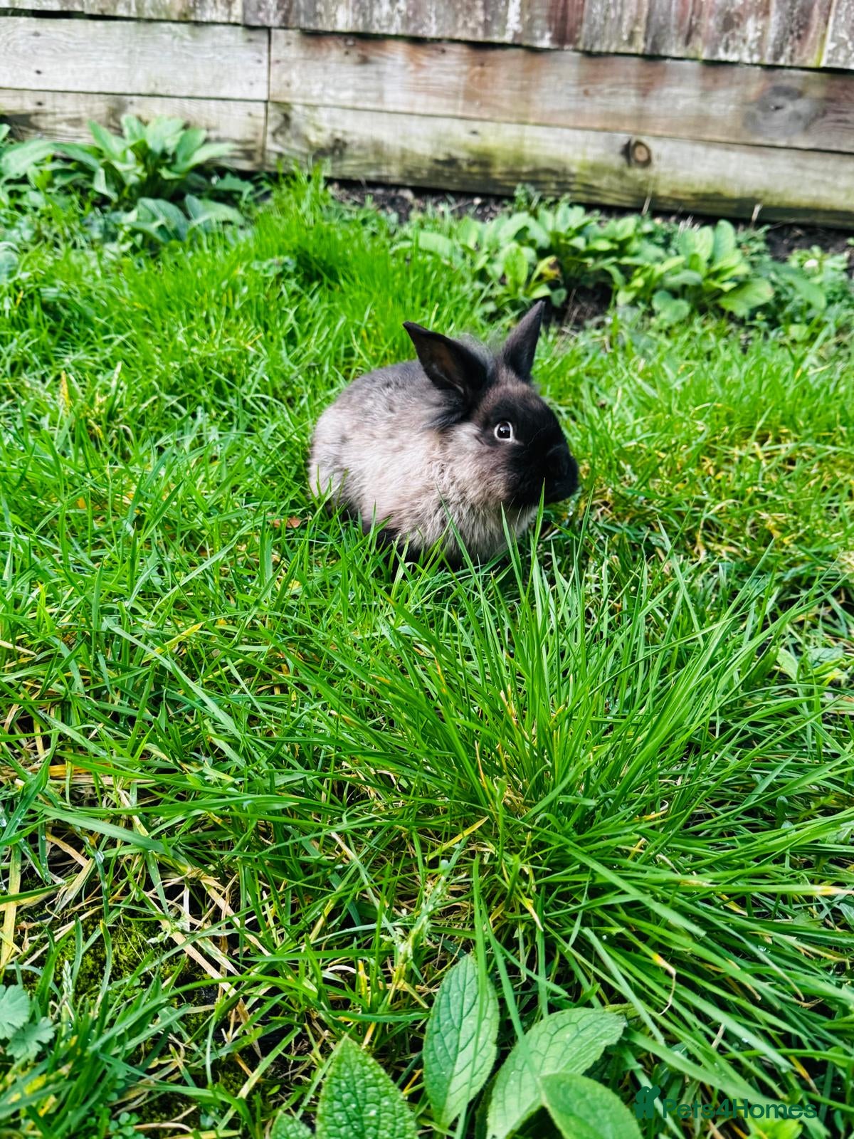 Continental Giant rabbits Continental Giant Rabbits - Advert 1