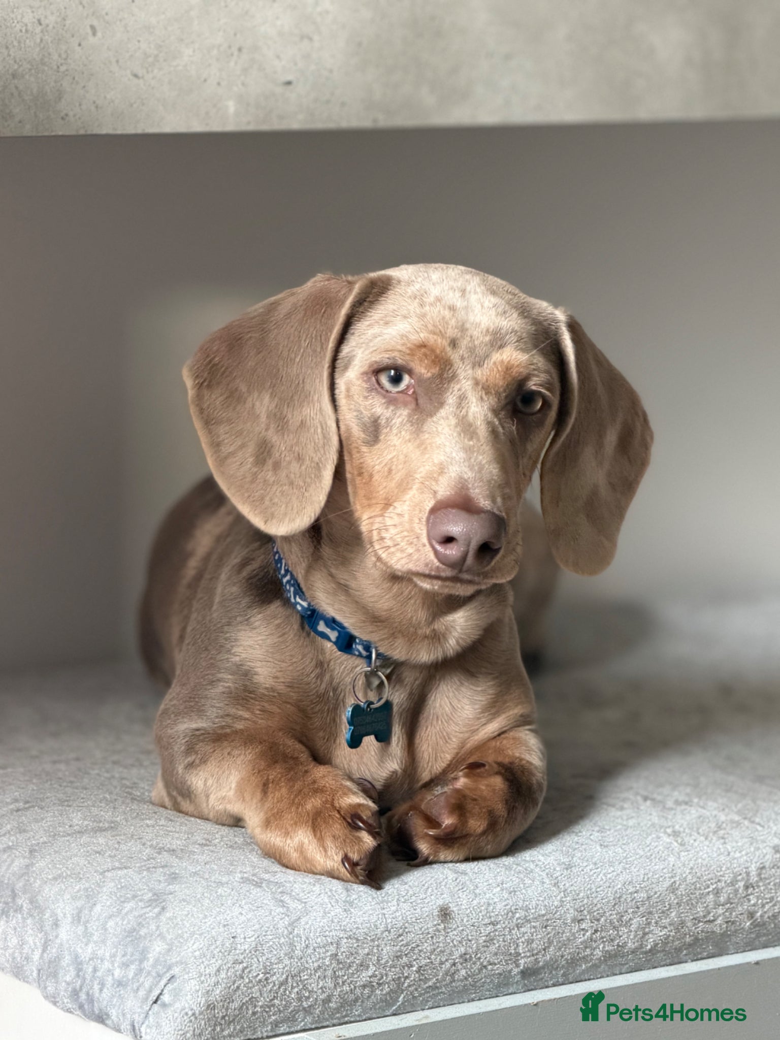 Dachshund dogs Miniature Dachshund blue/iabella KC registered  - Advert 13