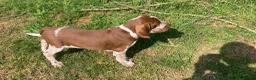 Bracco Italiano dogs for sale: Wonderful litter  - Advert 4