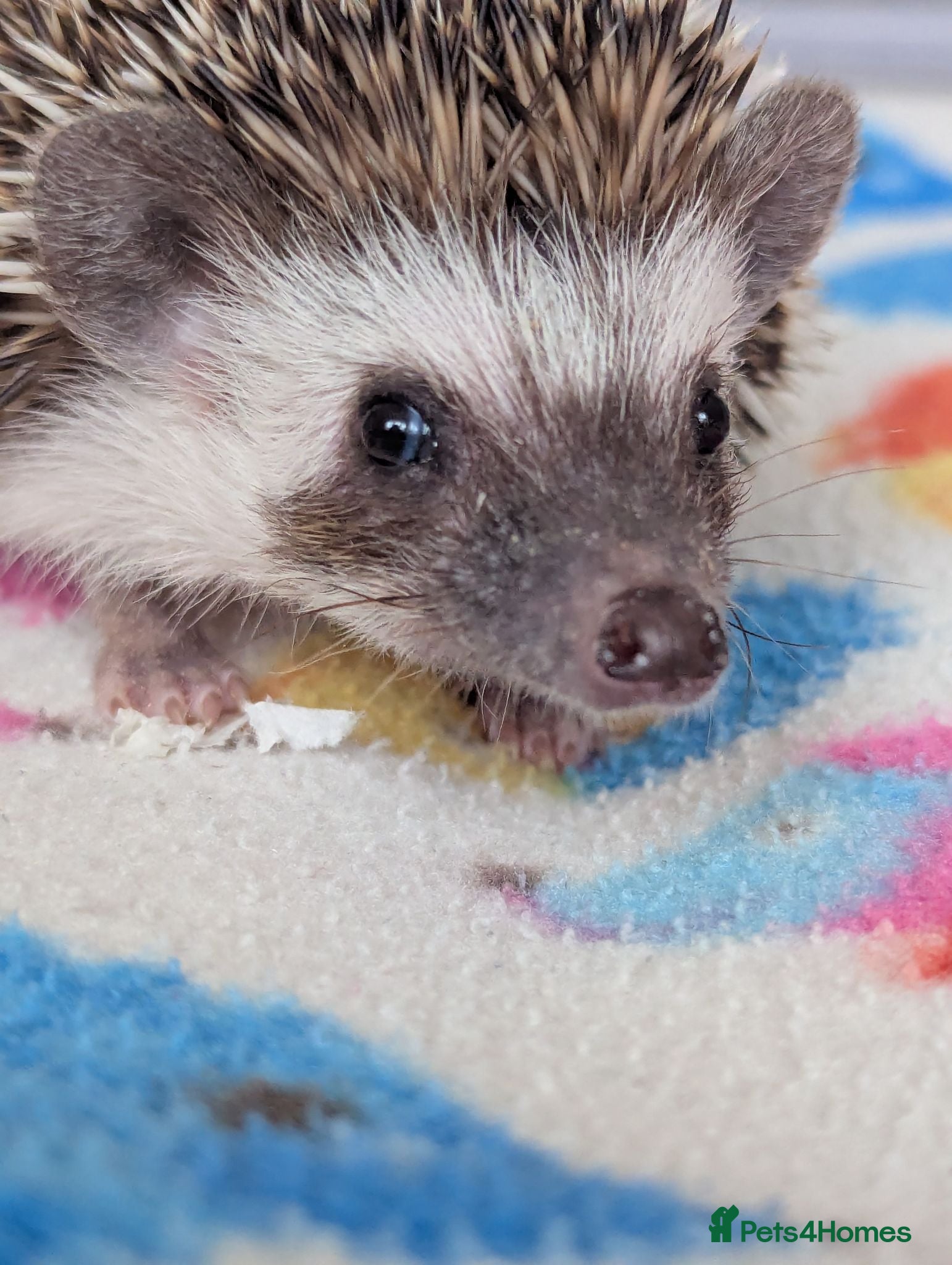 Pygmy Hedgehog rodents Reduced!!! 3 Friendly Females.10 wks Ready Now!!!! - Advert 1