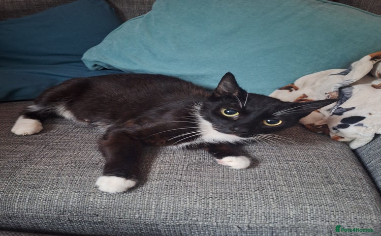 Mixed Breed cats - Advert 3