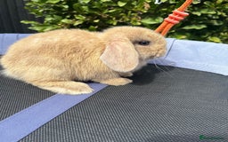 Mini Lop rabbits for sale: Purebred mini lop male - Image 2