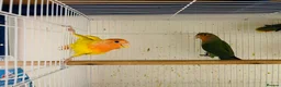 Lovebirds birds for sale: lovebirds for sale - Advert 6