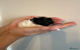 Guinea Pig rodents for sale: Peruvian Mix Boars For Sale  - Image 5