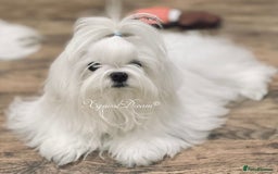 Maltipoo dogs for sale: Outstanding Maltipoo Puppies - Image 6