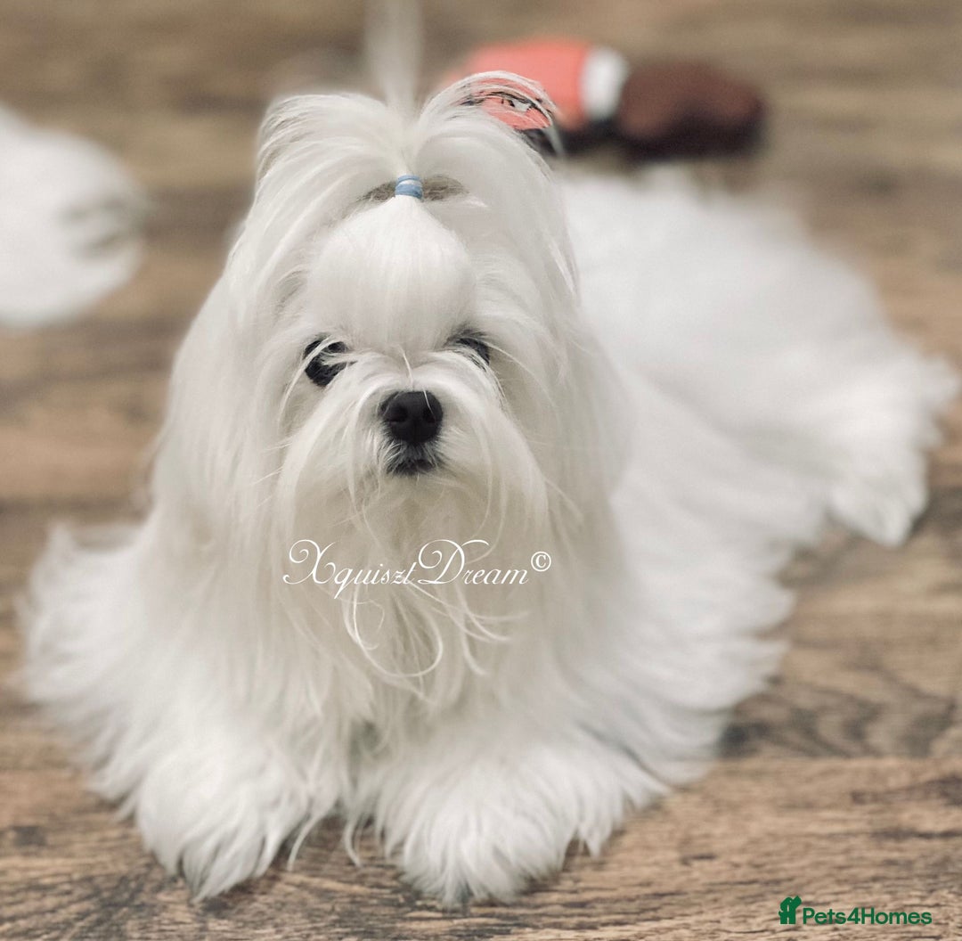 Maltipoo dogs for sale: Outstanding Maltipoo Puppies - Image 6