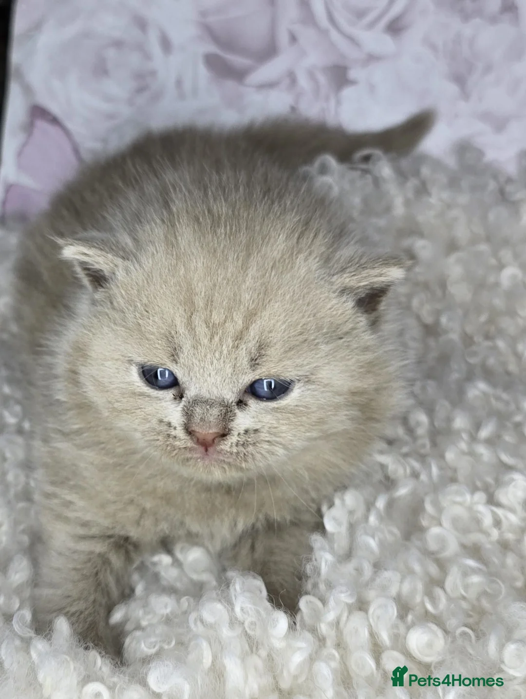 British Shorthair cats for sale: Gorgeous British Shorthair kittens - Advert 4