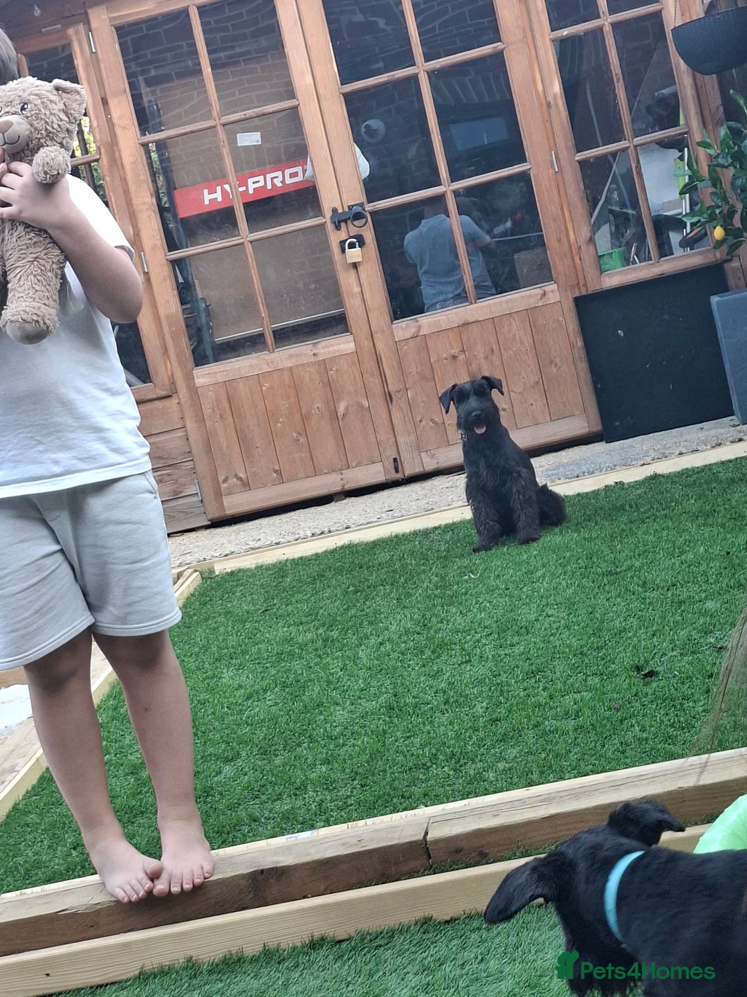 Miniature Schnauzer dogs for sale: Milo & Trent - Image 9