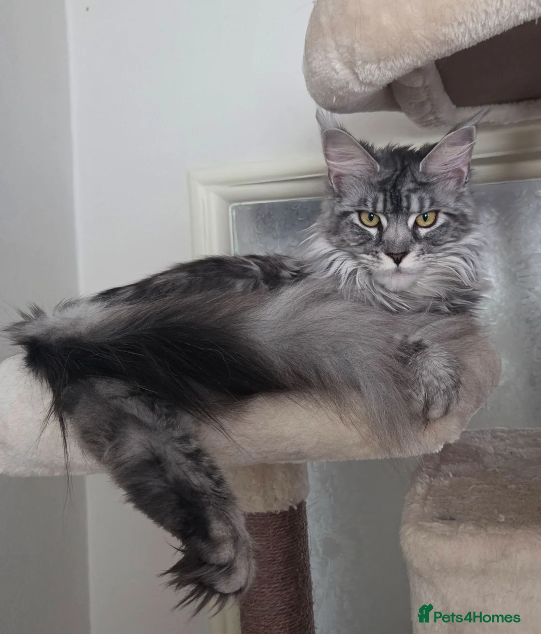 Maine Coon cats for sale: Tica reg maine coon. Poly. - Advert 2