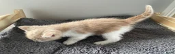 Mixed Breed cats for sale: Beautiful cream kittens for sale - Advert 10