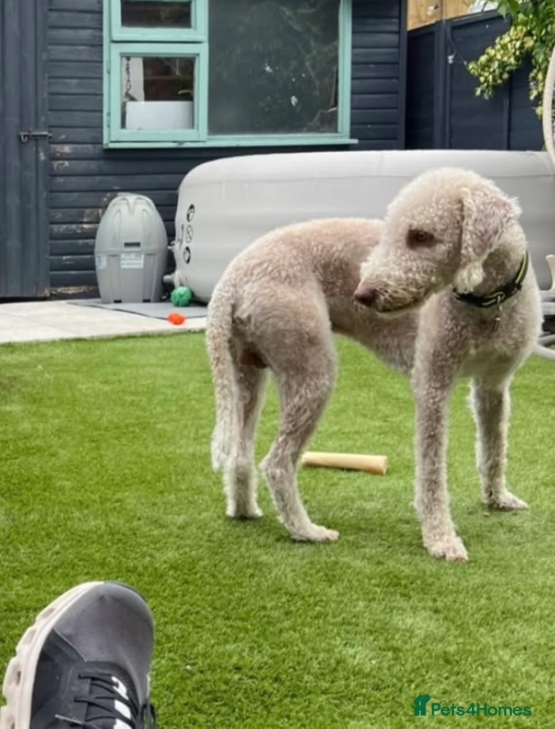 Bedlington Terrier dogs for stud: Bedlington Terrier Stud - Liver - AGE 6 - CT CLEAR in Darlington - Advert 9