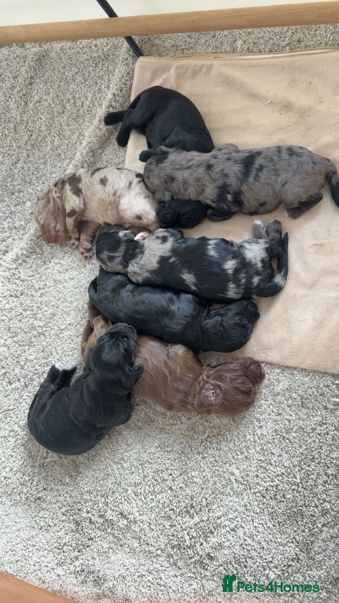 Sproodle dogs for sale: Sproodle Puppies 1 bitch & 5 dogs left - Advert 2