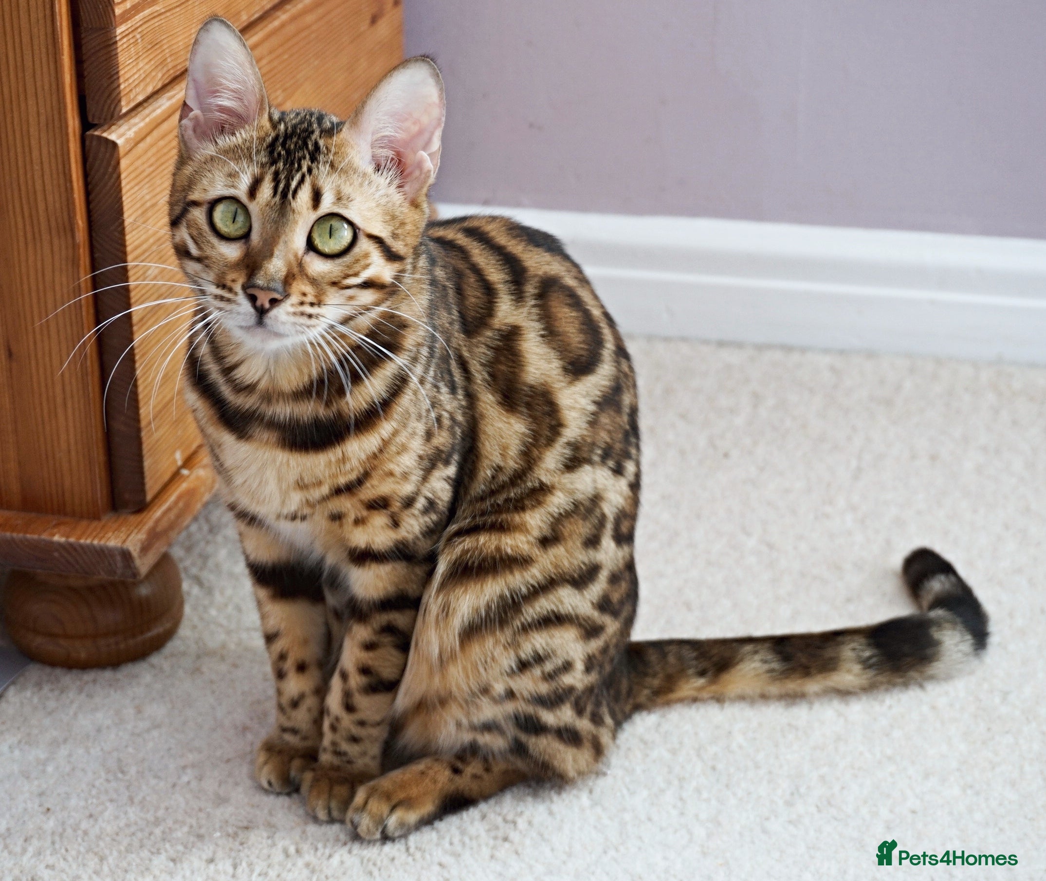 Bengal cats Superb Active Reg Bengal Girl - Advert 1