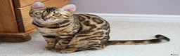 Bengal cats for sale: Superb Active Reg Bengal Girl - Advert 1