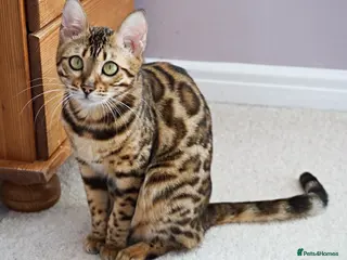 Bengal cats Superb Active Reg Bengal Girl - Advert 1