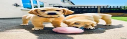 Golden Retriever dogs for sale: Exceptional Golden Retriever Puppies 🐾 - Advert 7