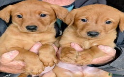 Labrador Retriever dogs for sale: Stunning Fox Red puppies - Image 3