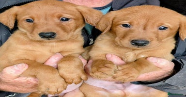 Labrador Retriever dogs - Advert 11