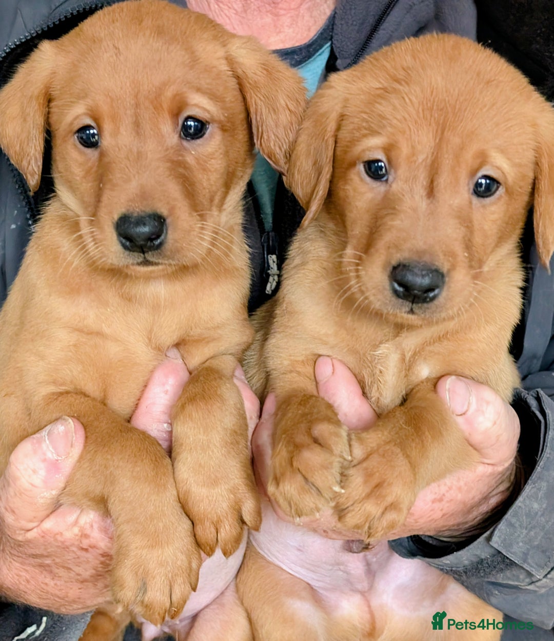 Labrador Retriever dogs for sale: Stunning Fox Red puppies - Image 3