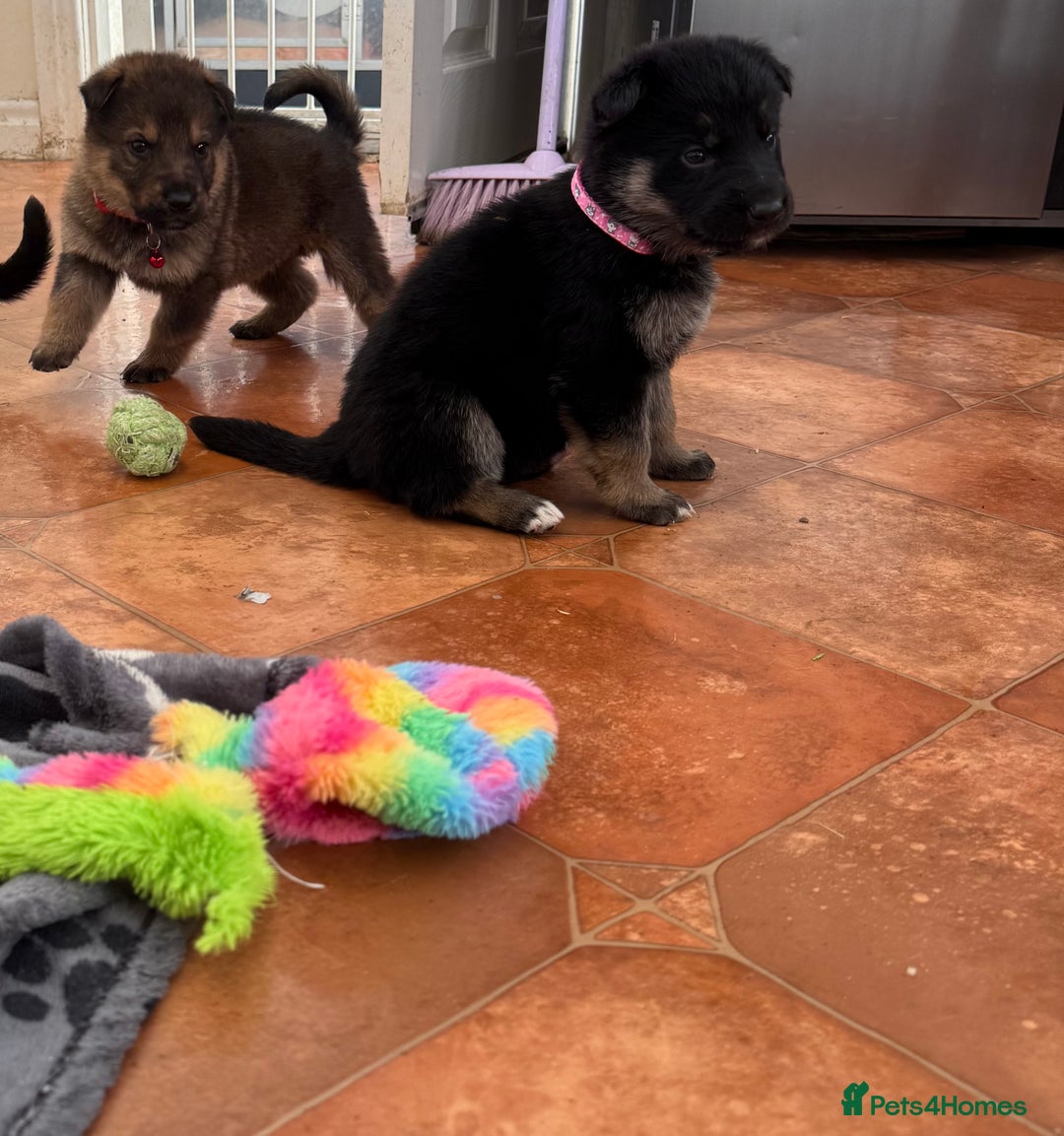 German Shepherd dogs for sale: KC Registered & Bred From Health Tested Parents  - Advert 29