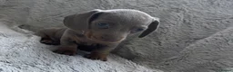 Dachshund dogs for sale: Beautiful Dachshund puppies  - Advert 7