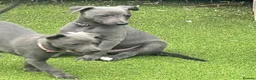 Whippet dogs for sale: Whippets  - Advert 16