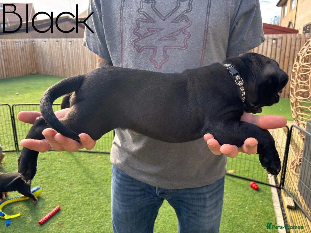 Cane Corso dogs for sale: Cane corso x pups - Image 4