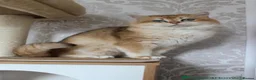 British Shorthair cats for sale: Beautiful kittens ready to go home  - Advert 10