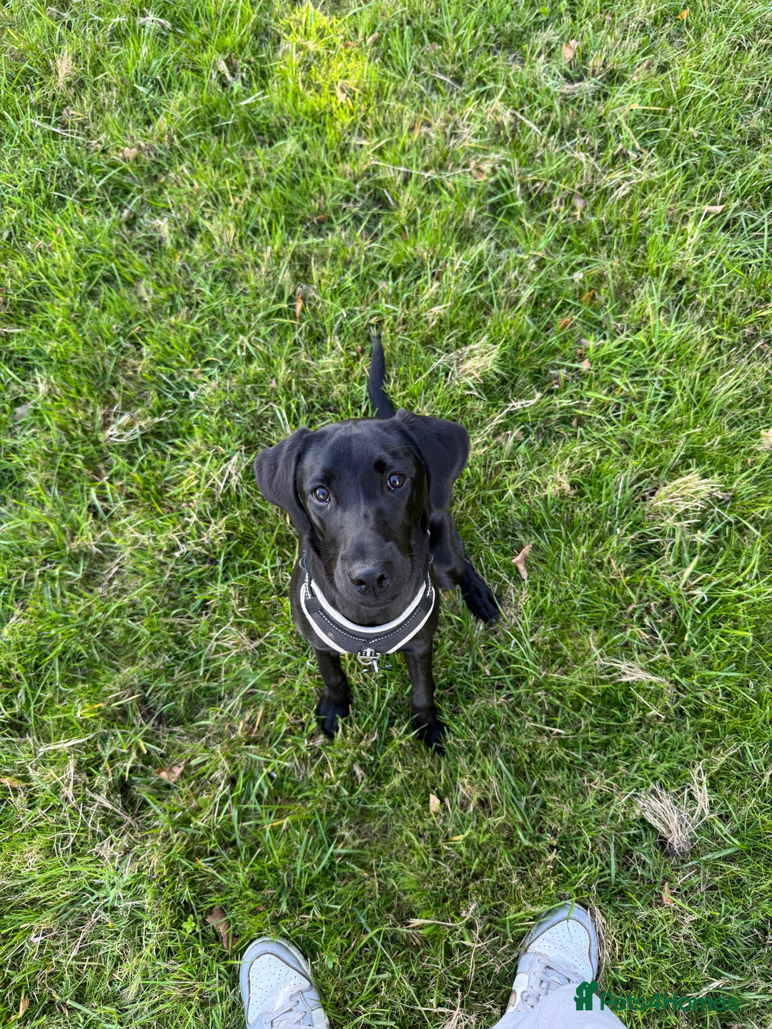 Labrador Retriever dogs for sale: Black Lab for sale  - Advert 1