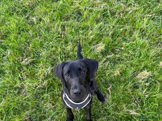 Labrador Retriever dogs Black Lab for sale - Advert 1