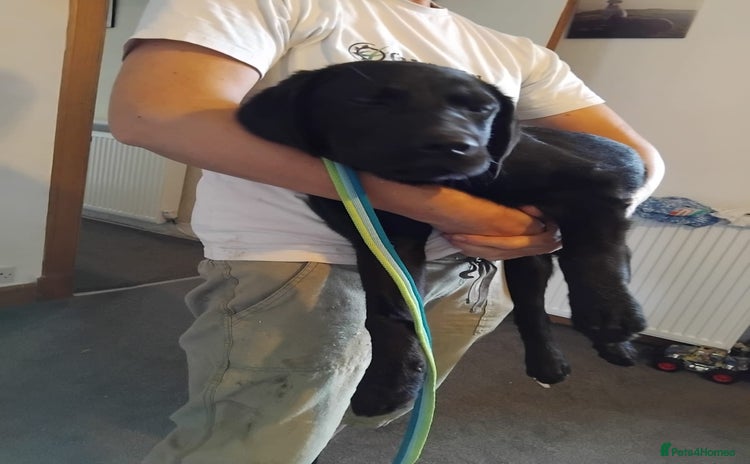 Labrador Retriever dogs - Advert 16