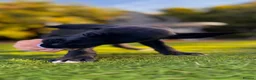 Great Dane dogs for sale: Stunning KC Registered champion bloodline Puppies - Advert 3