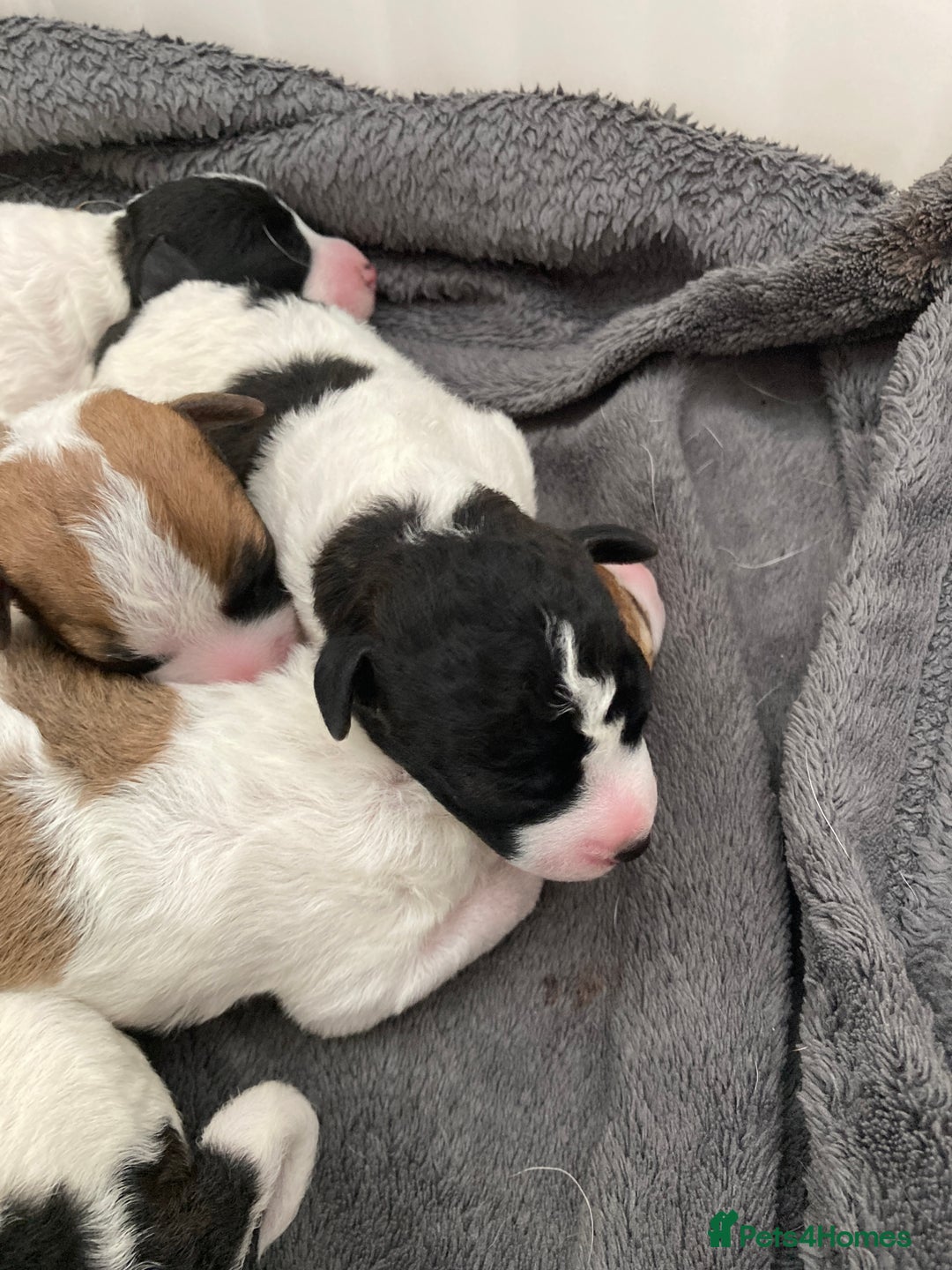 Jackapoo dogs for sale: @@GORGEOUS JACKAPOO PUPPIES@@ - Image 4