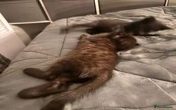 Savannah cats for sale: F4 Savannah kittens  - Image 5