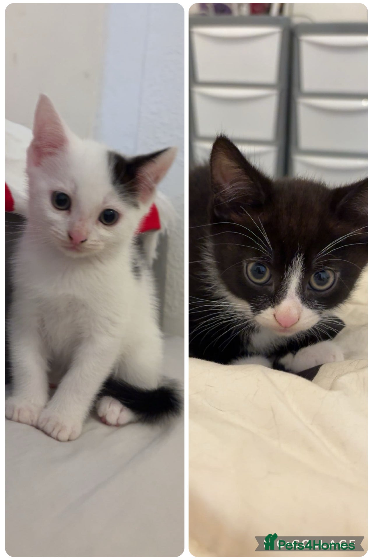 Mixed Breed cats Kittens for sale - Advert 1