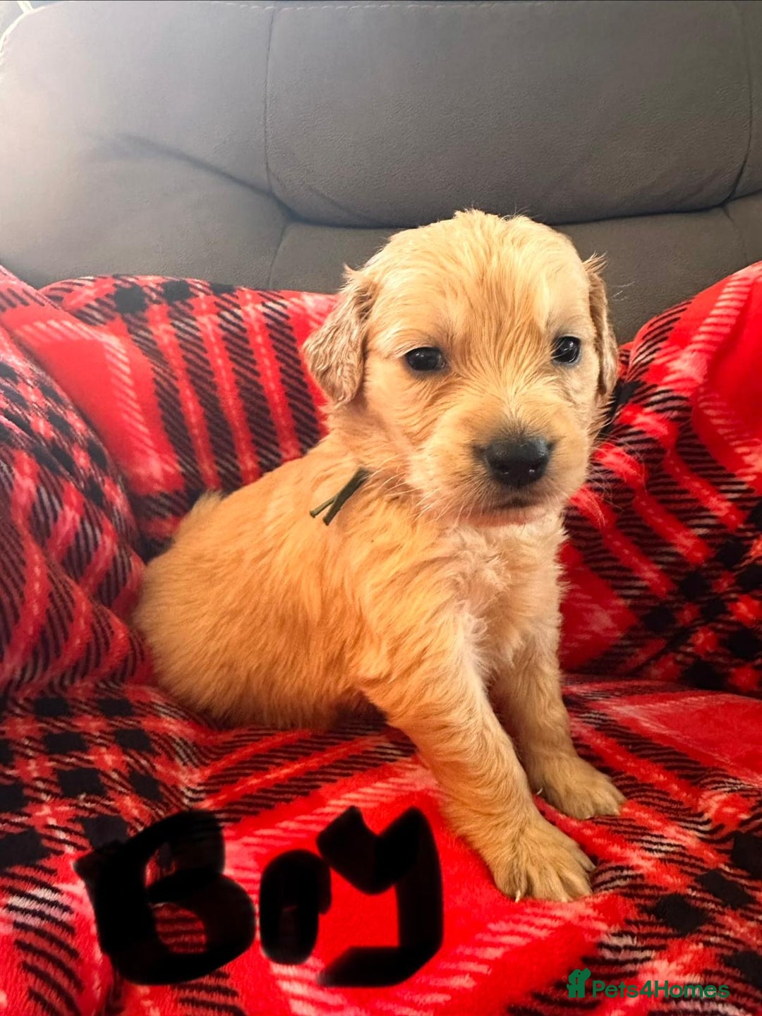 Golden Retriever dogs for sale: beautiful KC GR READY 23/12/25 - Advert 11