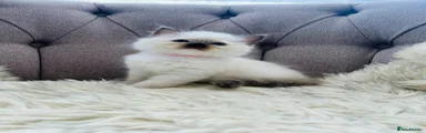 Ragdoll Kitten 3